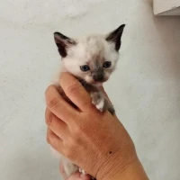 Adopta a Cidra