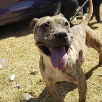 Adopta a Dana