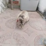 Adopta a Gangster