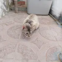 Adopta a Gangster