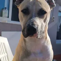 Adopta a Nino