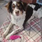 Adopta a Aura