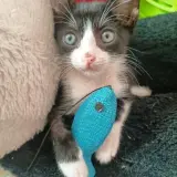 Adopta a Novak