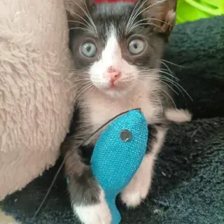 Novak