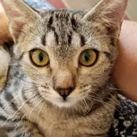 Adopta a Eloise