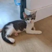 Adopta a Vincent