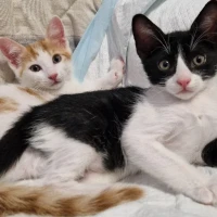 Adopta a Expresso & Machiatto