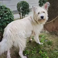 Adopta a Doky
