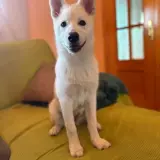 Adopta a Lobo