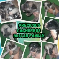 Adopta a Camada