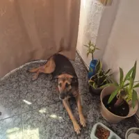 Adopta a Yorka