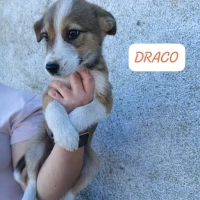 Adopta a Draco Y Hermione