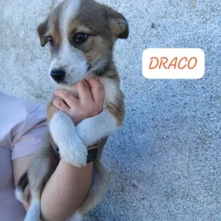 Draco Y Hermione