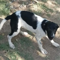 Adopta a Luna