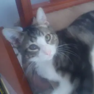 Serafín