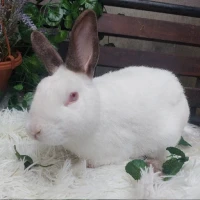 Adopta a Benjamin (Bloque A)