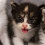 Adopta a Carlota