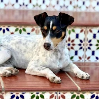 Adopta a Amapola