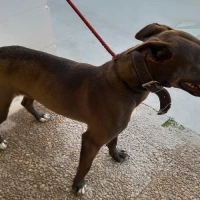 Adopta a Lucio