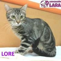 Adopta a Lore