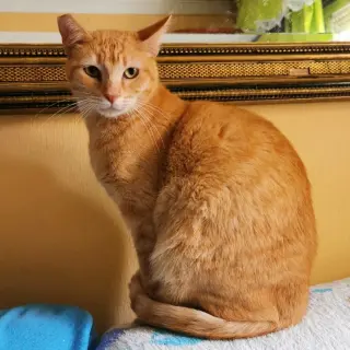 Carmela