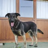 Adopta a Triton