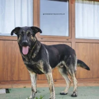Adopta a Triton