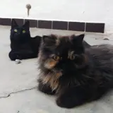 Adopta a Renuá Y Daun