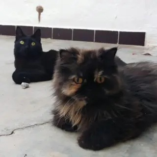 Renuá Y Daun