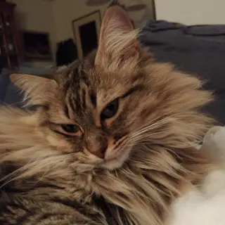 Asha