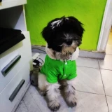 Adopta a Noa