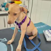 Adopta a Isa, Cachorrita Pequeña Tlf 645978718