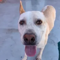 Adopta a Dharma