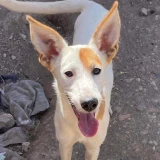 Adopta a Jimena