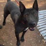 Adopta a Ares