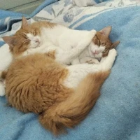 Adopta a Oliver Y Benji