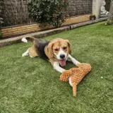 Adopta a Scooby