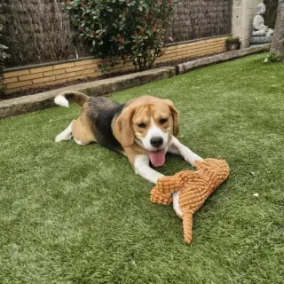 Scooby