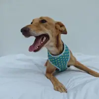 Adopta a Sansa