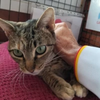 Adopta a Fifi