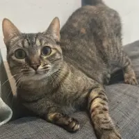Adopta a Loska