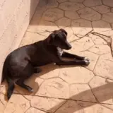 Adopta a Leo