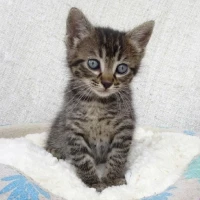 Adopta a Tarzán