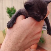 Adopta a Luna