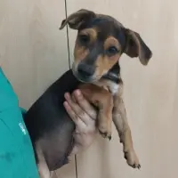 Adopta a Tomás