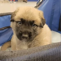 Adopta a Mogli
