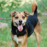 Adopta a Moon