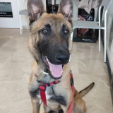 Adopta a Rholo