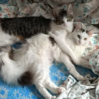 Perseo Y Plumita