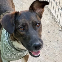 Adopta a Dakota